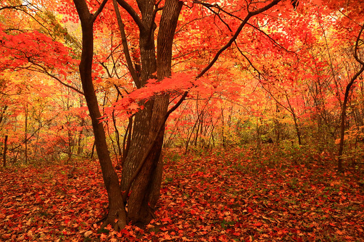 枫叶红于二月花