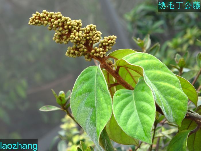 锈毛 丁公藤 花卉草木 36行南阳社区 36.01ny.c