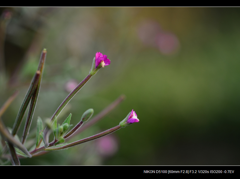 DSC_0426.jpg
