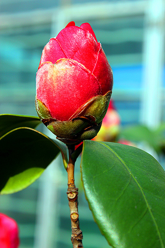 茶花花蕾