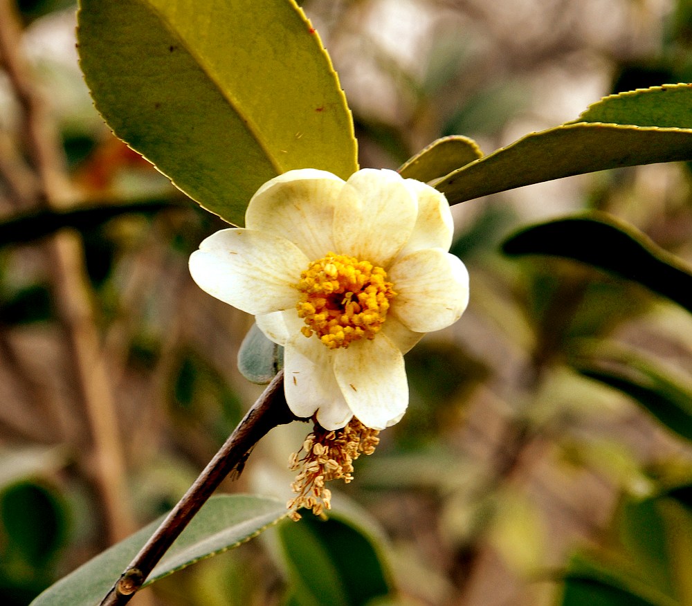 桐柏部古板栗园拍摄活动【油茶花】