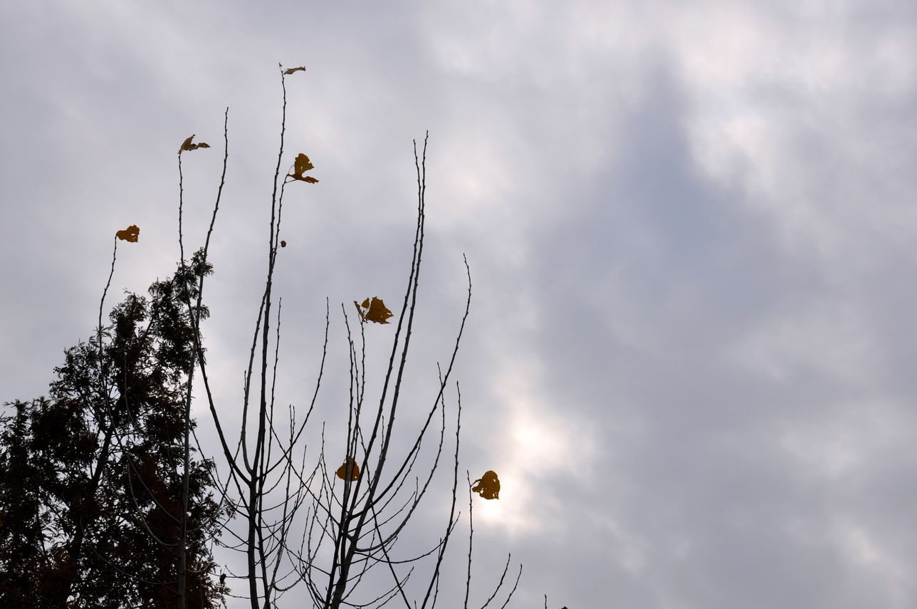 lol英雄cos赏 萧瑟秋景中图片_写写画画展示台