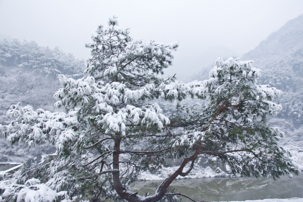 20号下午三和园雪景拍摄活动----【雪中松树2】