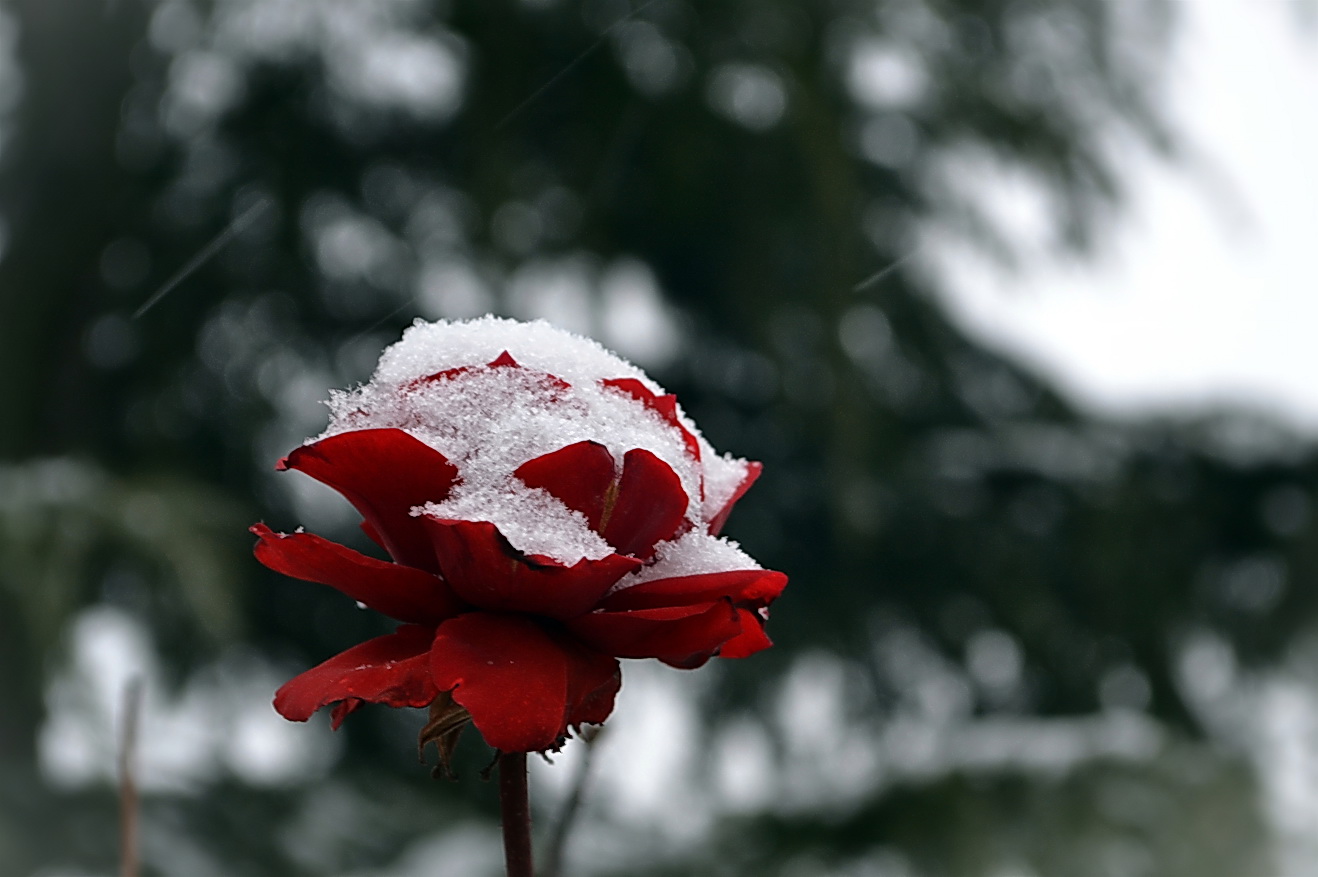 雪中皇后