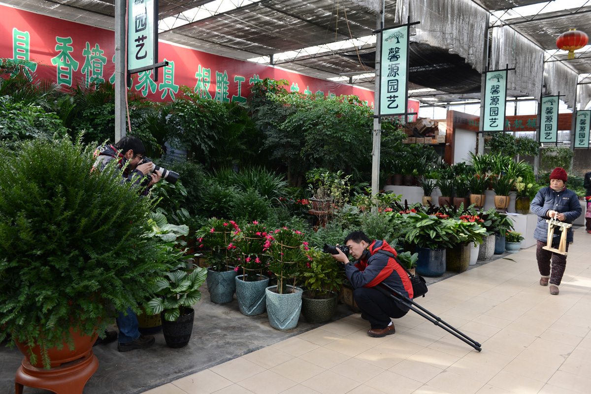 29日四季风走进花卉市场拍摄花絮