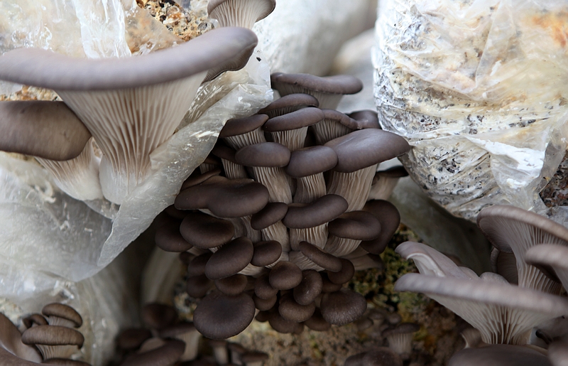 大棚蘑菇