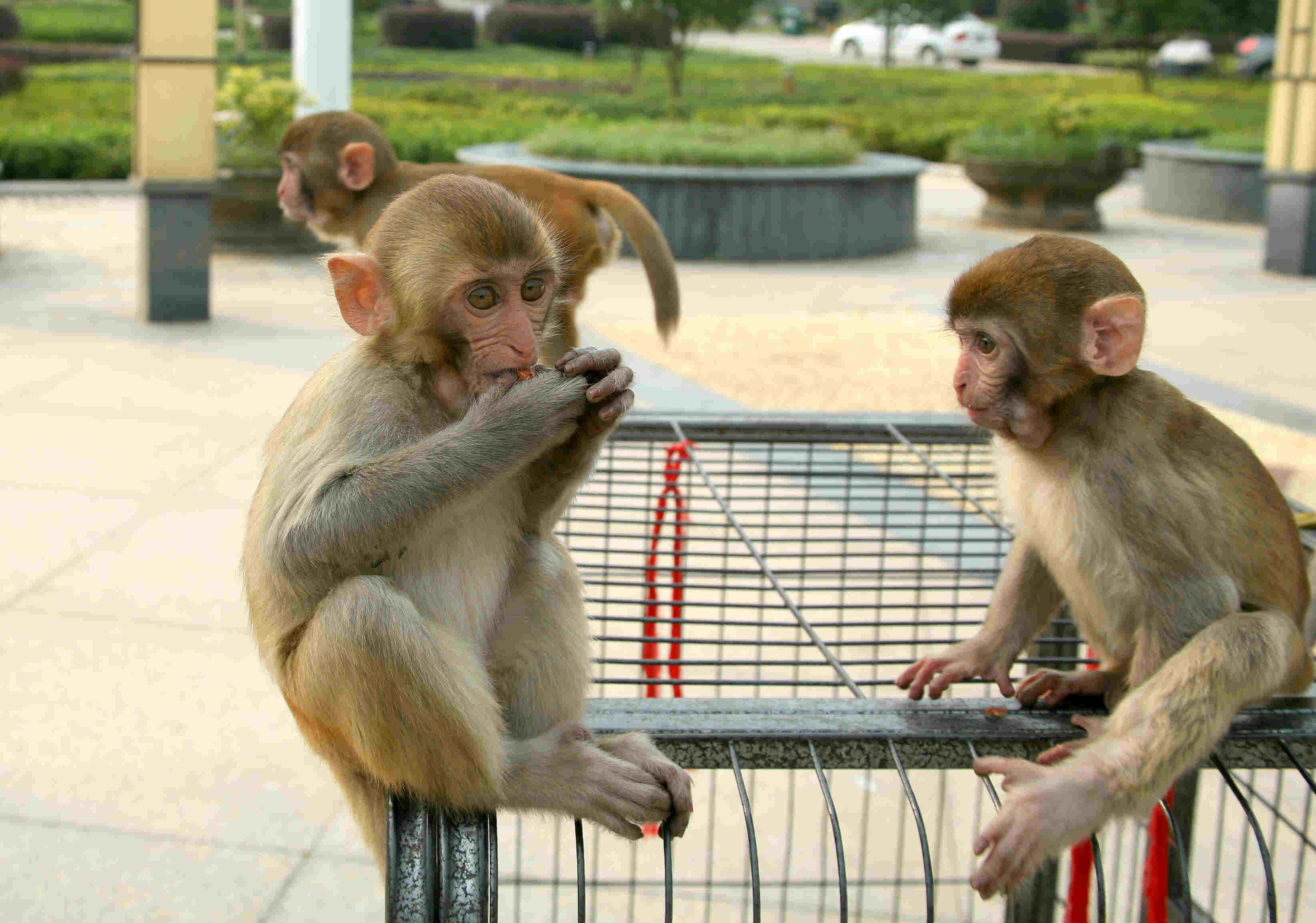 Thưởng thức những hình ảnh con khỉ ăn chuối hài hước và đáng yêu nhất