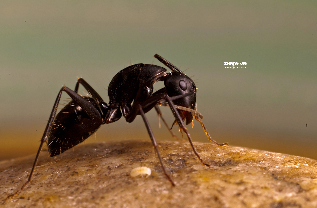 黑蚂蚁(二)