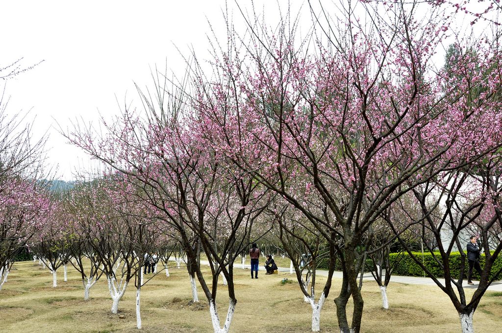 香雪公园梅花园