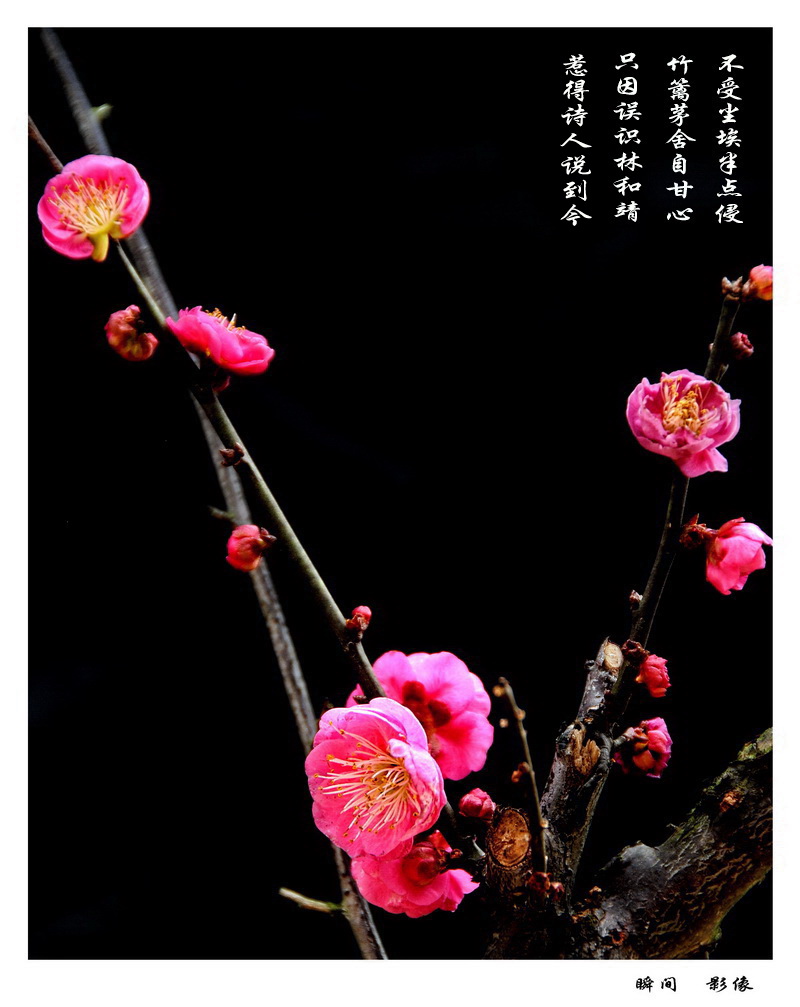 梅花三弄