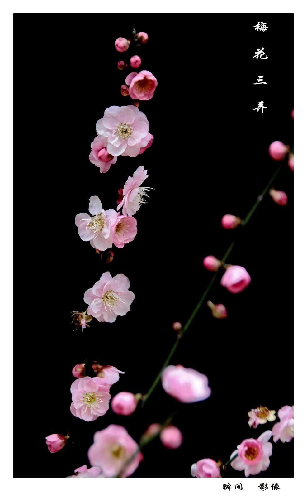 梅花三弄