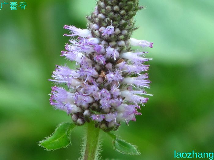 广藿香-花卉草木-36行南阳社区-36.01ny.cn