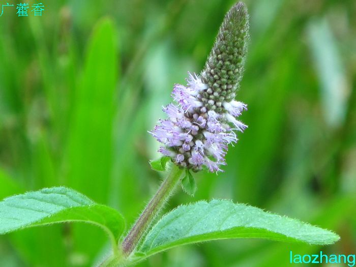 广藿香-花卉草木-36行南阳社区-36.01ny.cn