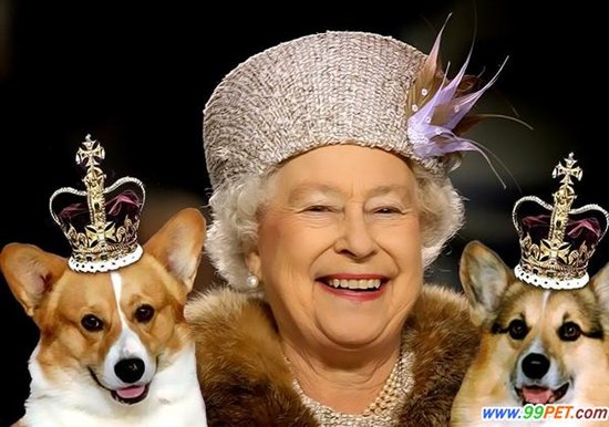 英国<em>女王</em>的最爱--<em>柯基</em>犬