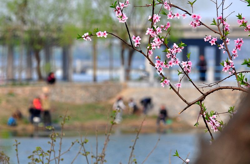 在那桃花盛开的地方的原唱是谁 215446r8gfoa28r0p0g0p6.jpg