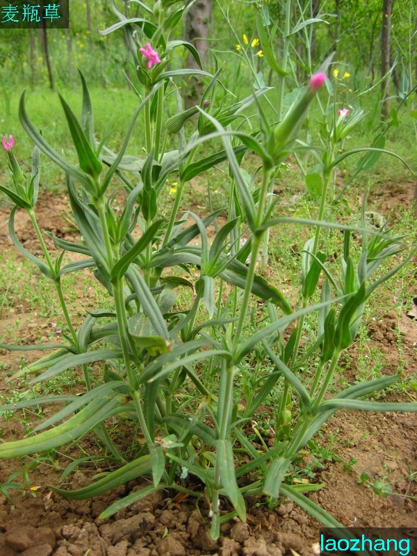 麦瓶草