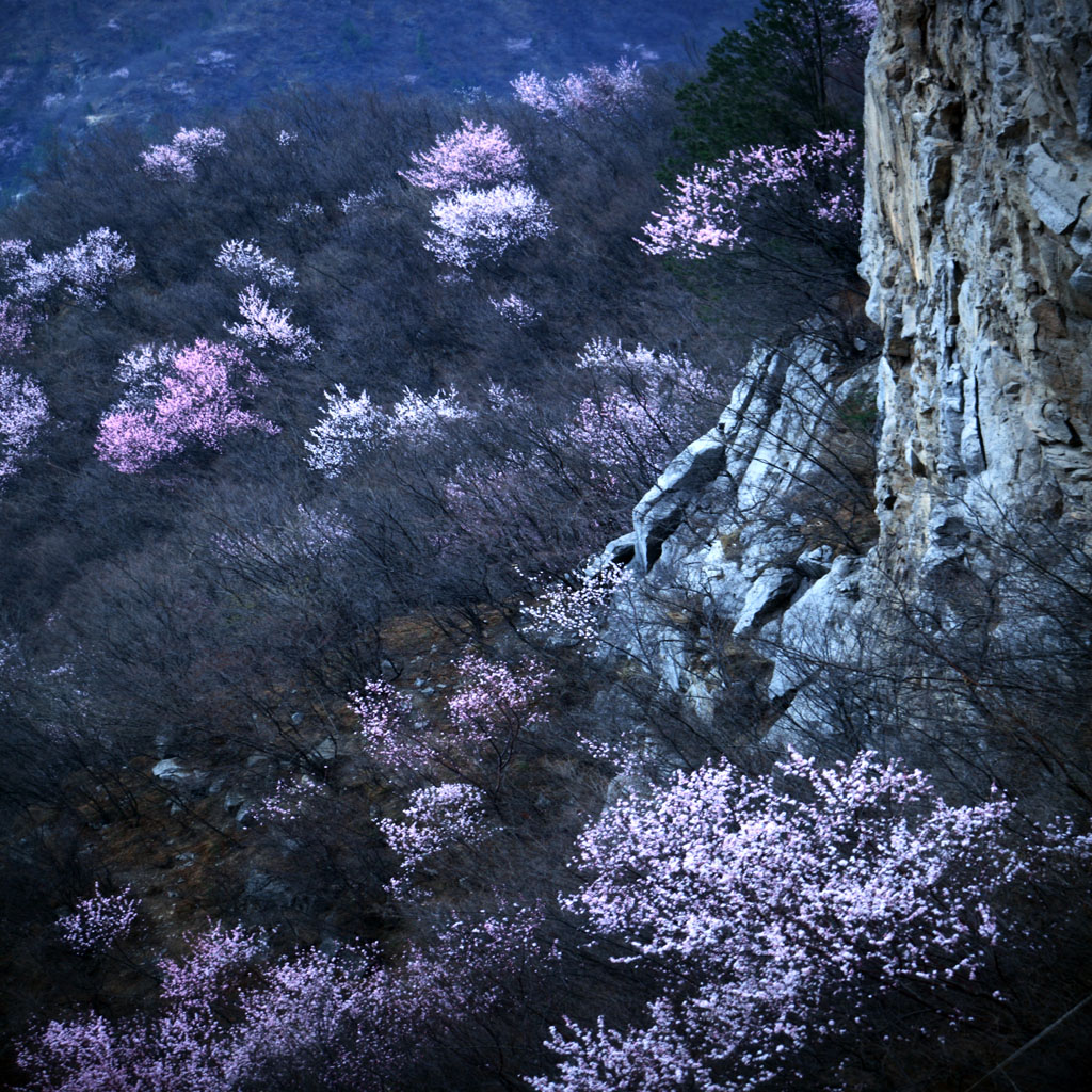 山花烂漫