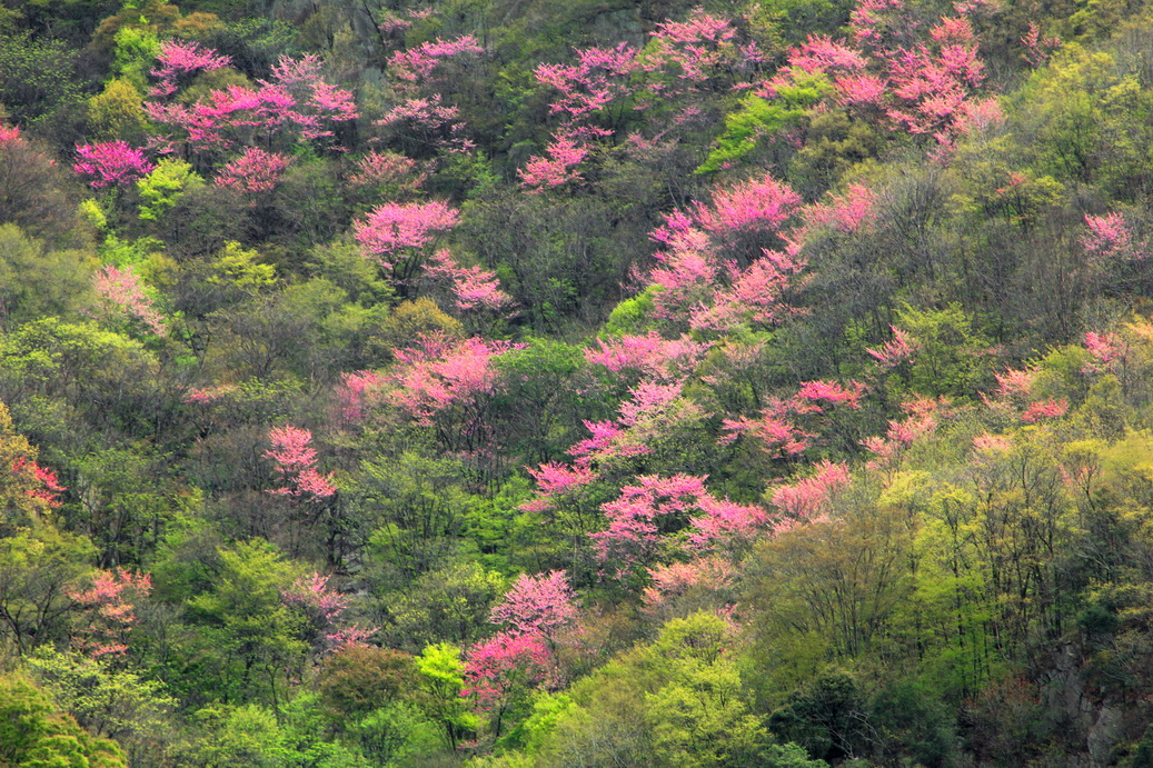 西峡老君洞—紫荆花开野人谷