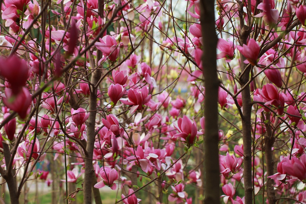 用心灵感受花花世界-玉兰花开-生态微距-36行