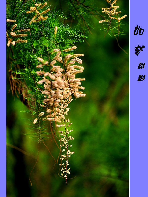 柏树花