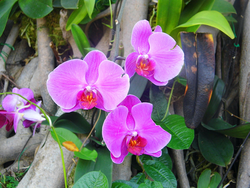 蝴蝶花
