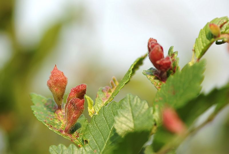 榆树叶开花