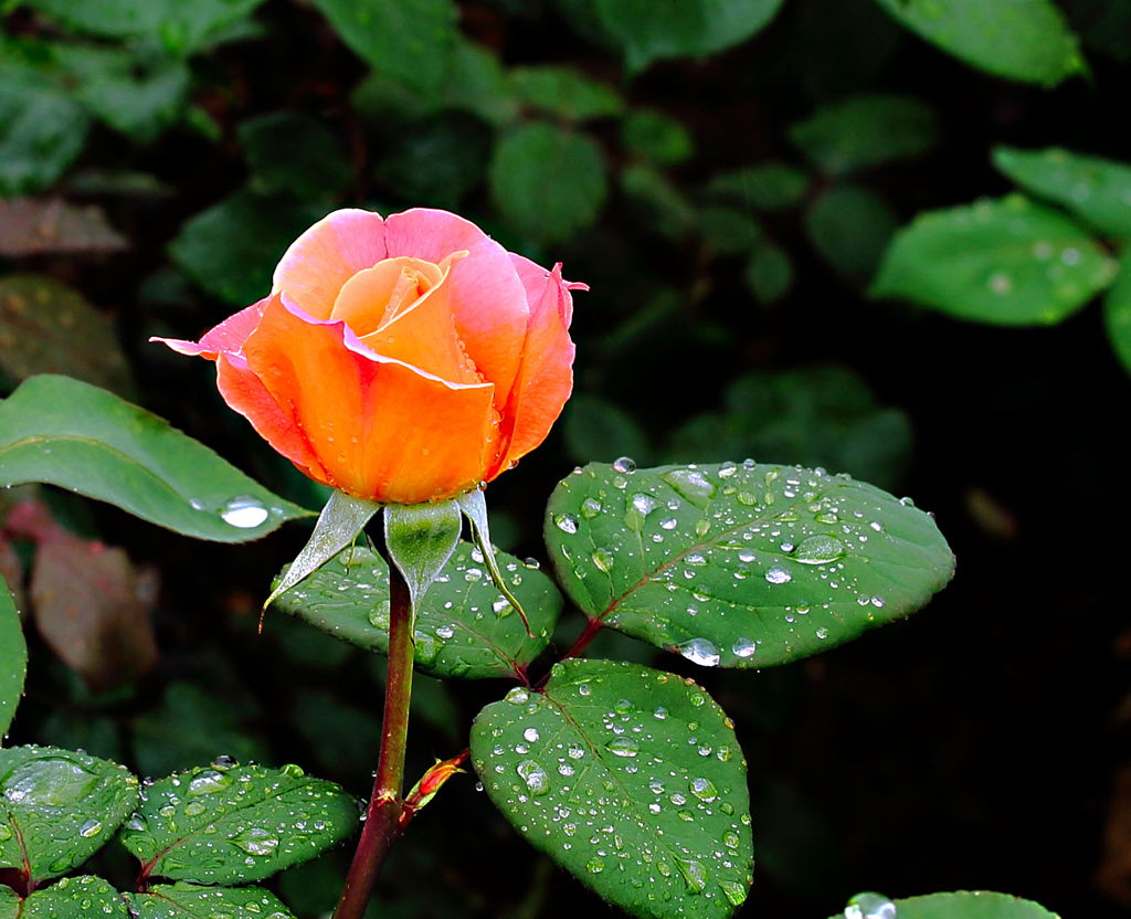 雨中月季花