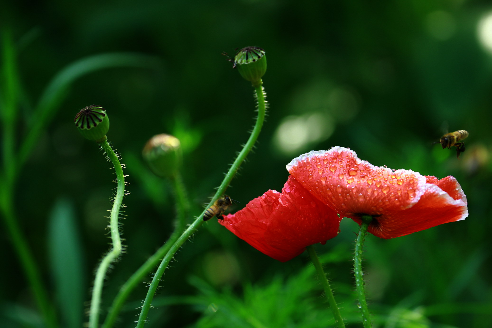 虞美人<em>好美</em>-花卉草木-36行南阳社区-36.01ny.c
