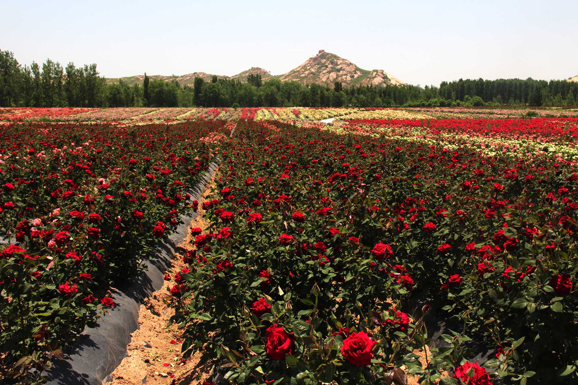 遂平温泉小镇的玫瑰园