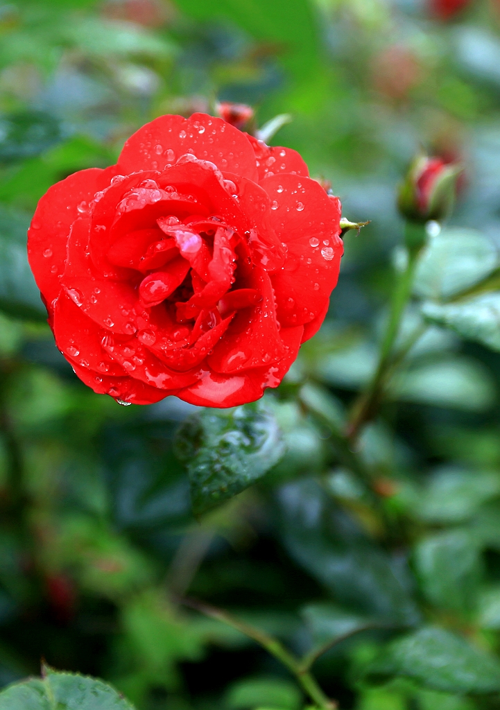 雨中的月季花