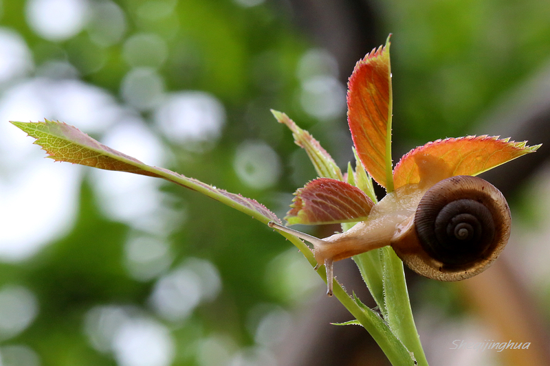 【2013虫虫世界】依然眷恋你的美