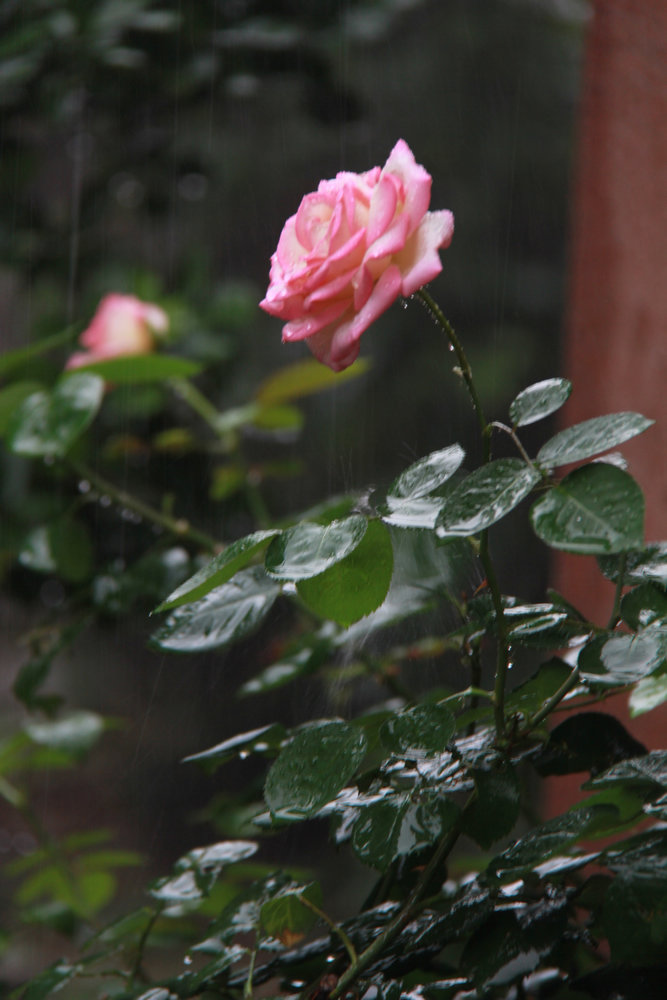 雨中的玫瑰