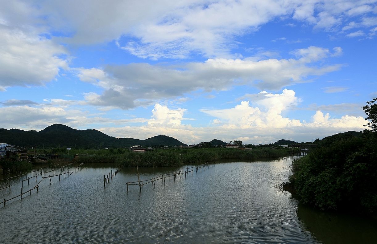 淇澳岛风光一红树林