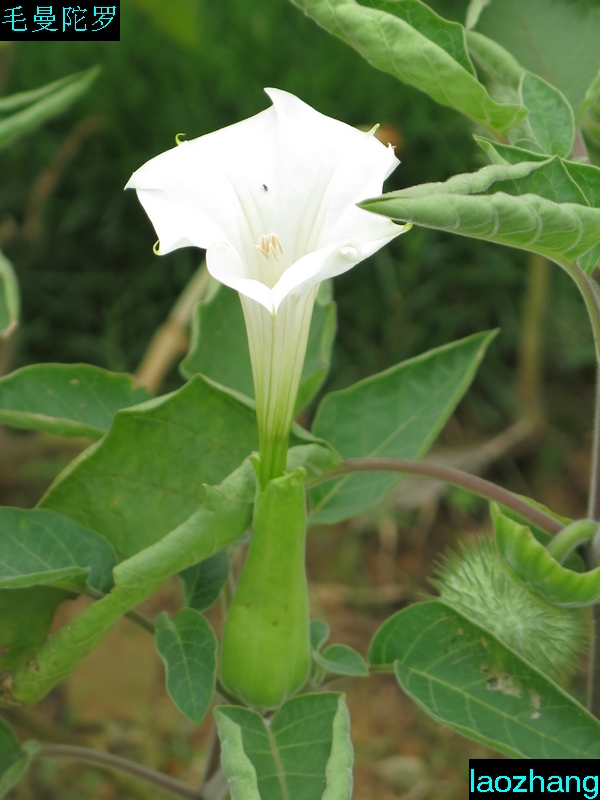 毛曼陀罗-花卉草木-36行南阳社区-bbs.01ny.cn -