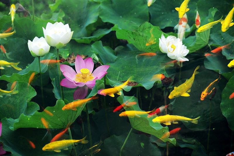 开心行摄部“鱼戏莲叶间”拍摄活动圆满成功