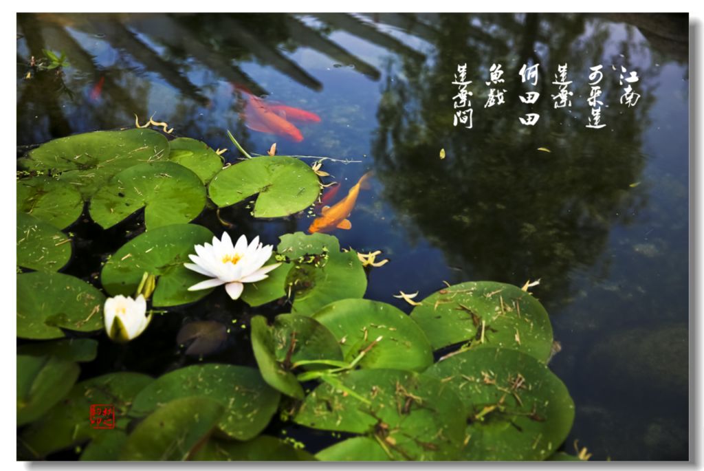 鱼戏莲叶间(二)图片