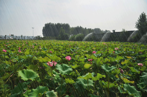 dsc_5655-2.gif