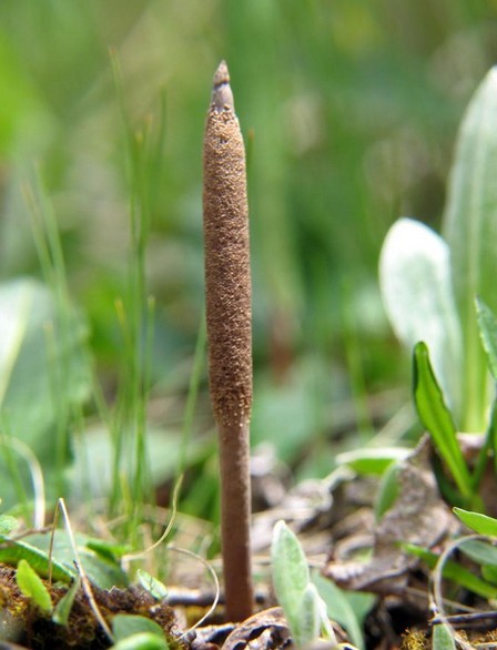 来说一下圣草--冬虫夏草的正确吃法、功效-健康