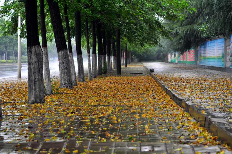 雨后落叶