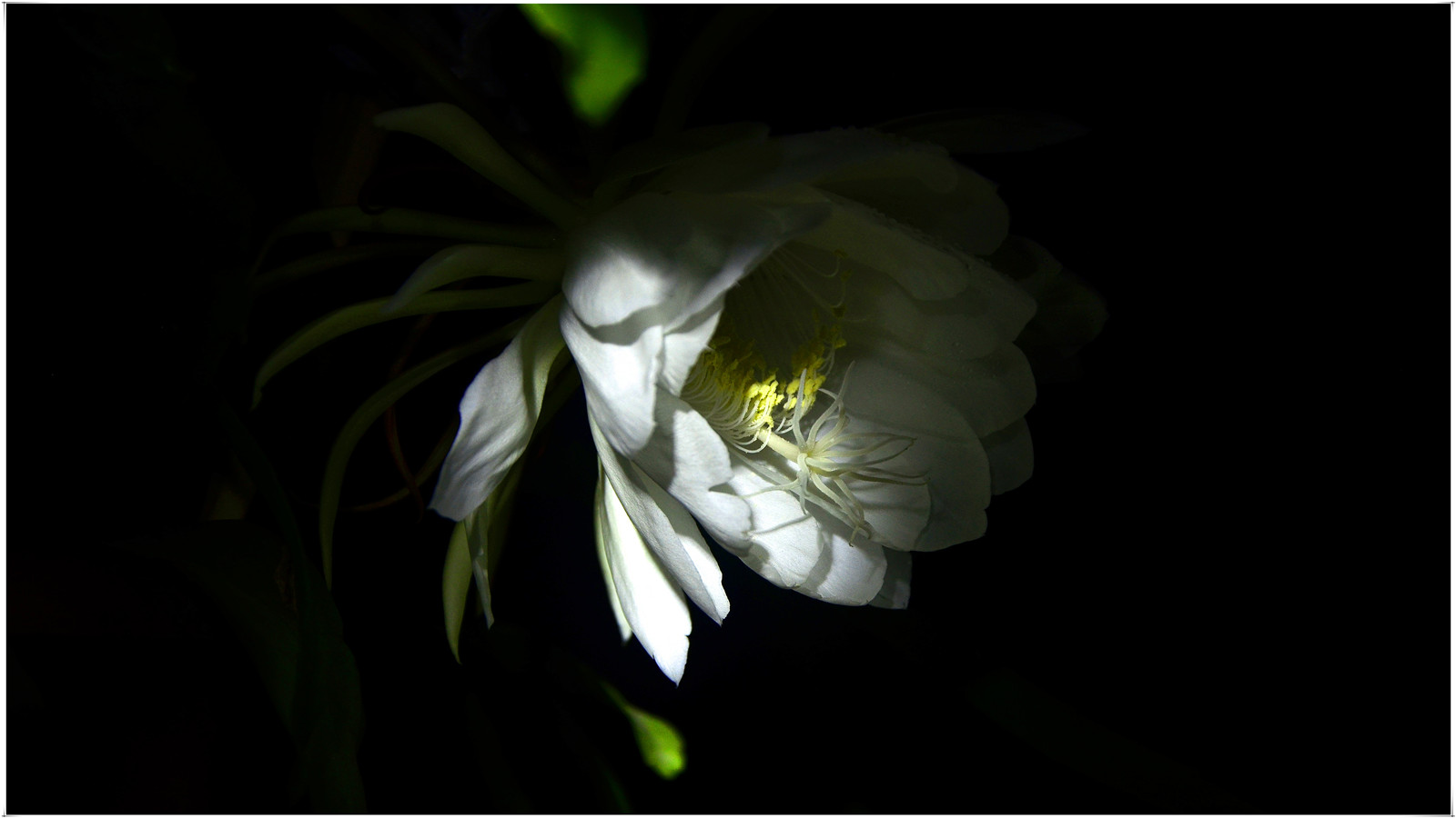 昙花一现