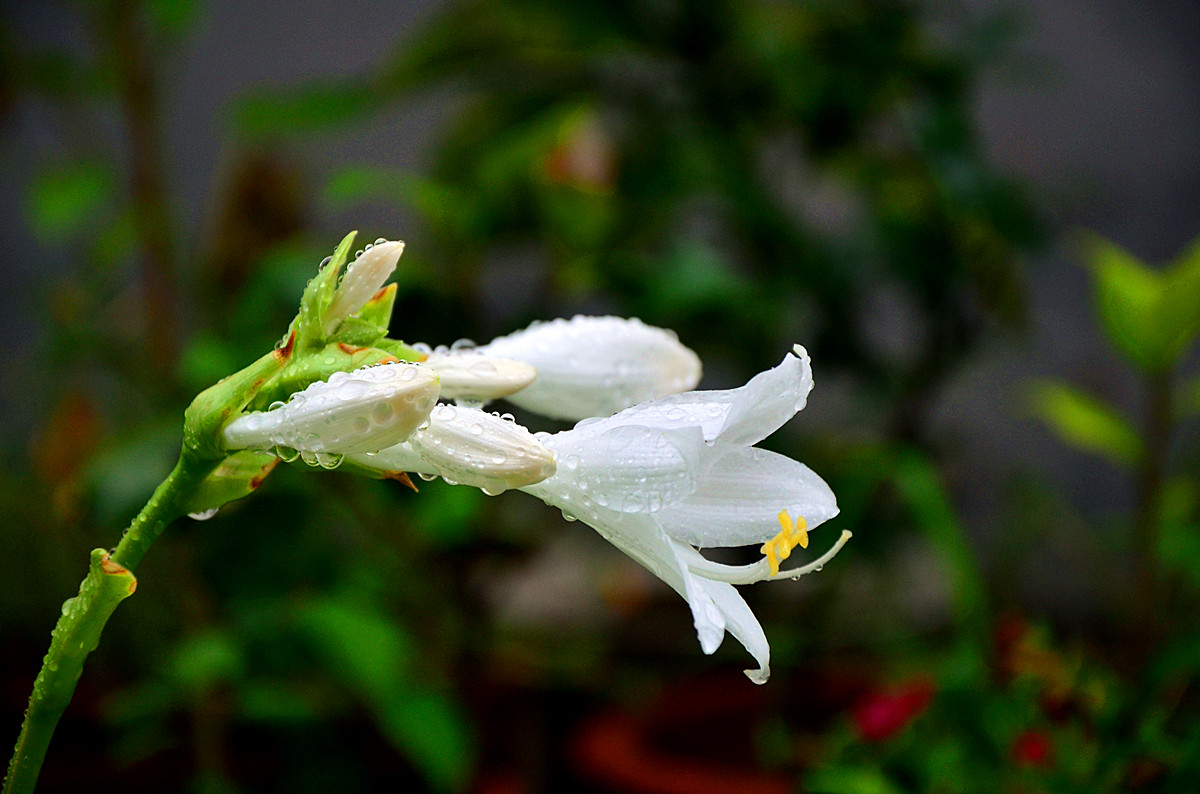 雨中花