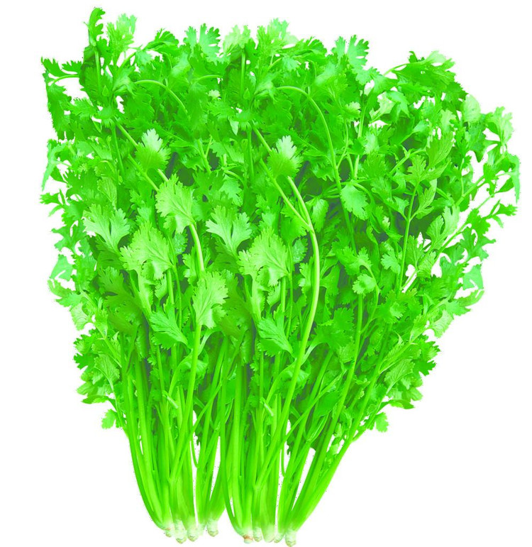 香菜茶溶解血栓