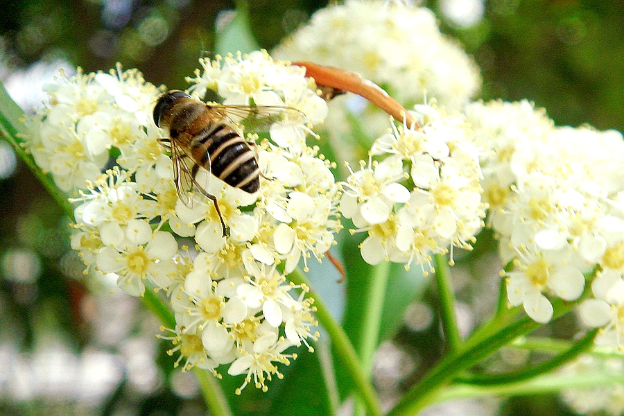 桂花蜜