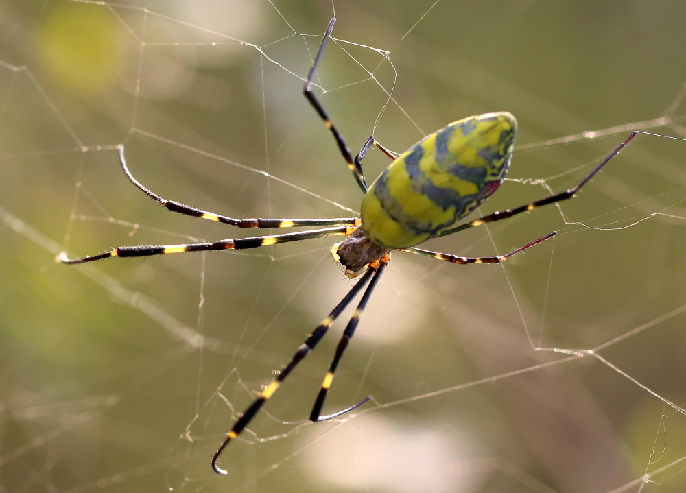 络新妇或称女郎蜘蛛