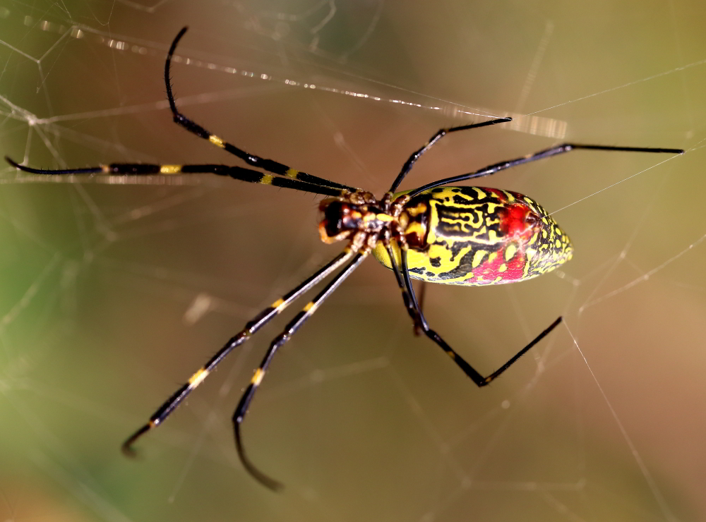 络新妇或称女郎蜘蛛