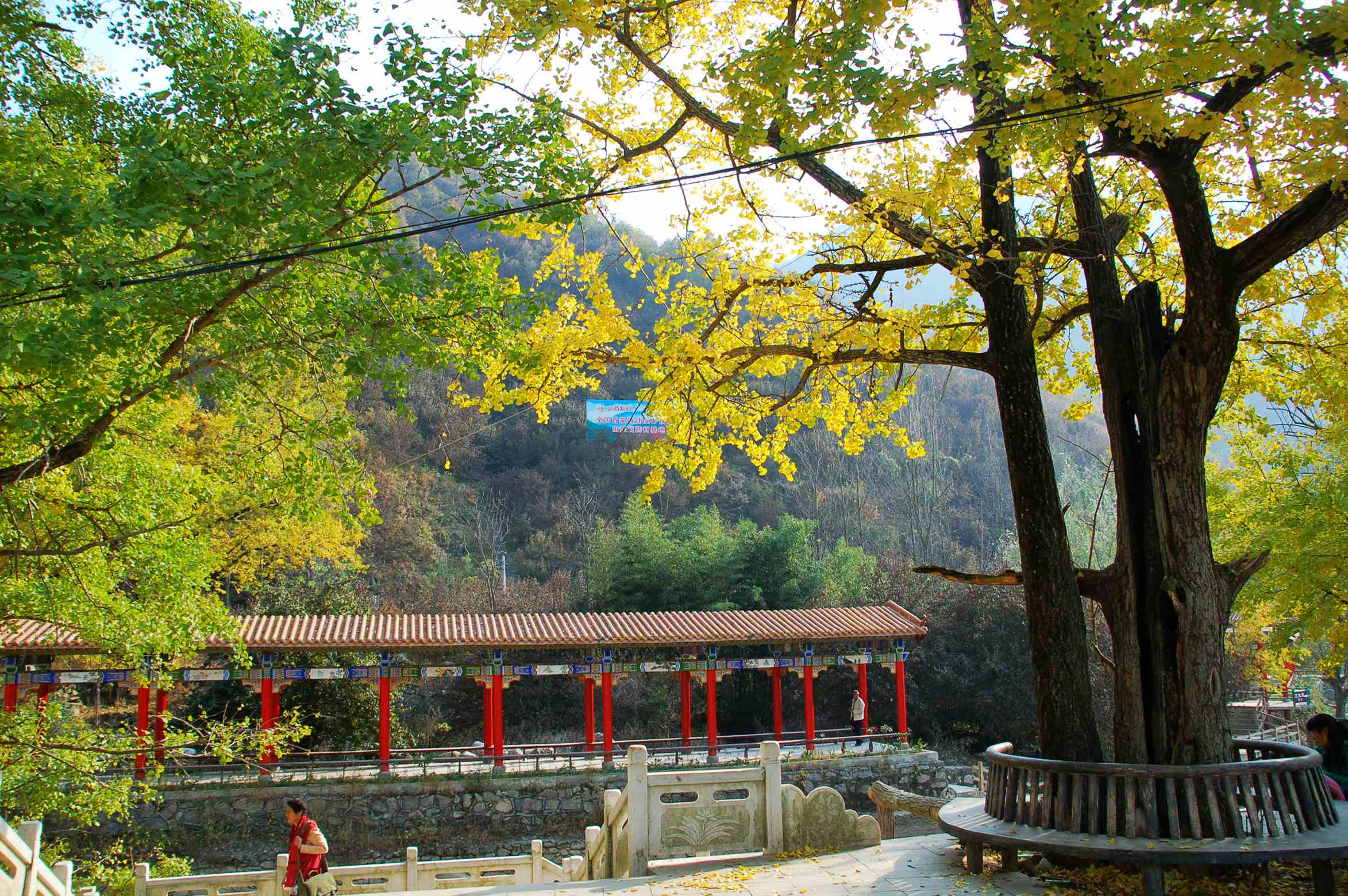 秋游银树沟