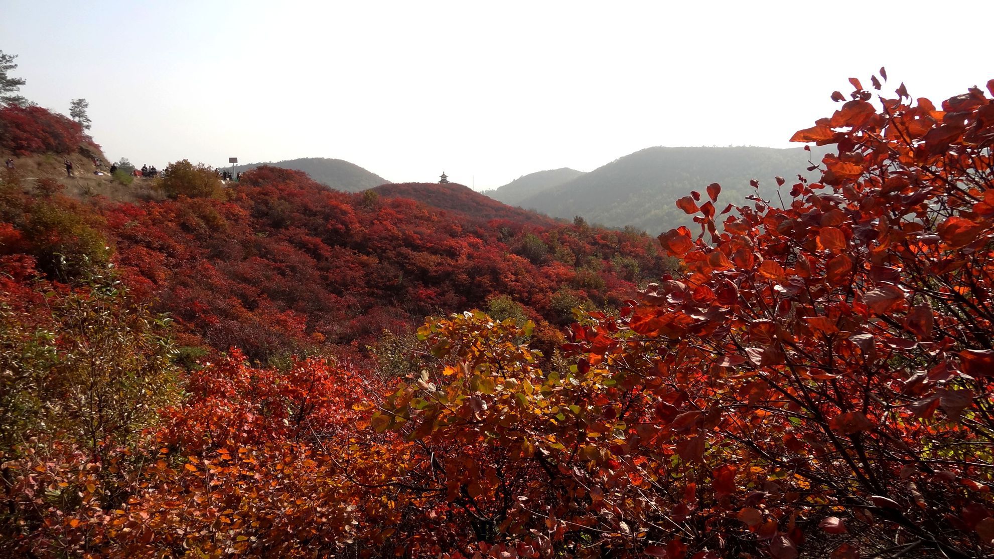 桐柏黄岗红叶