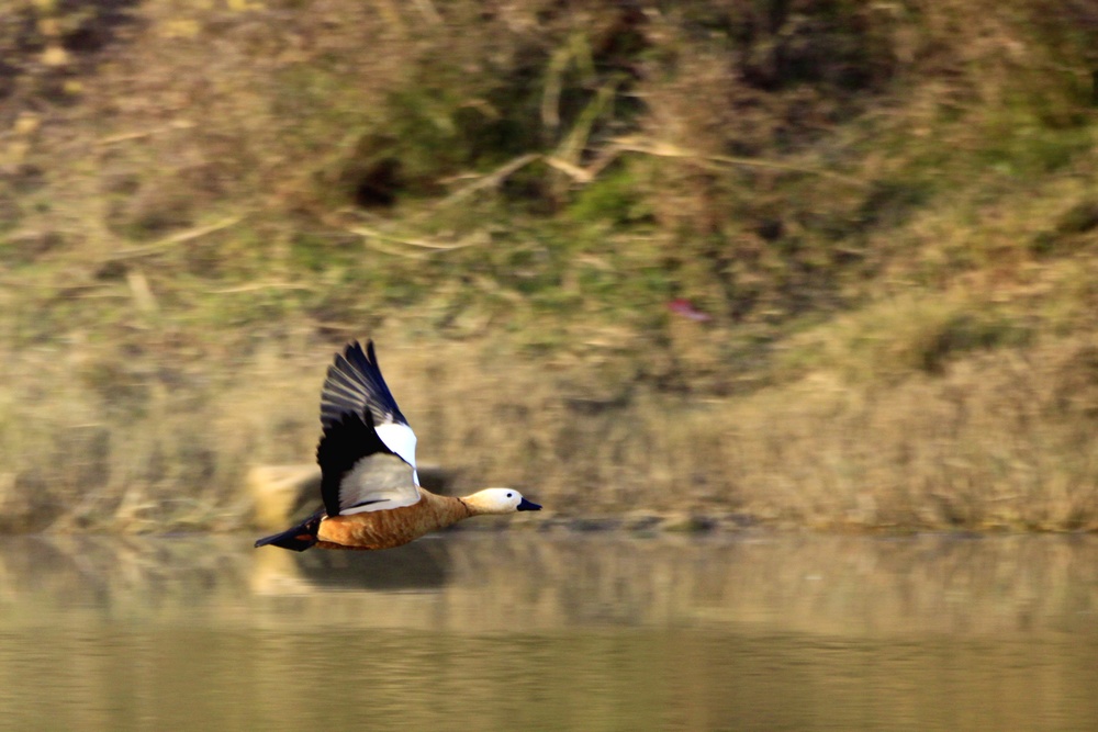 _MG_33911.jpg