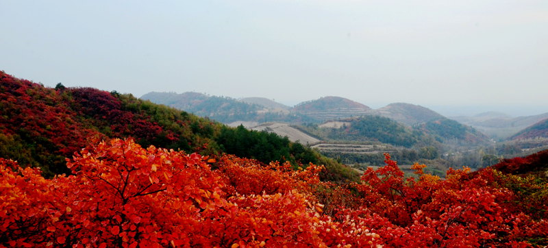红叶满山
