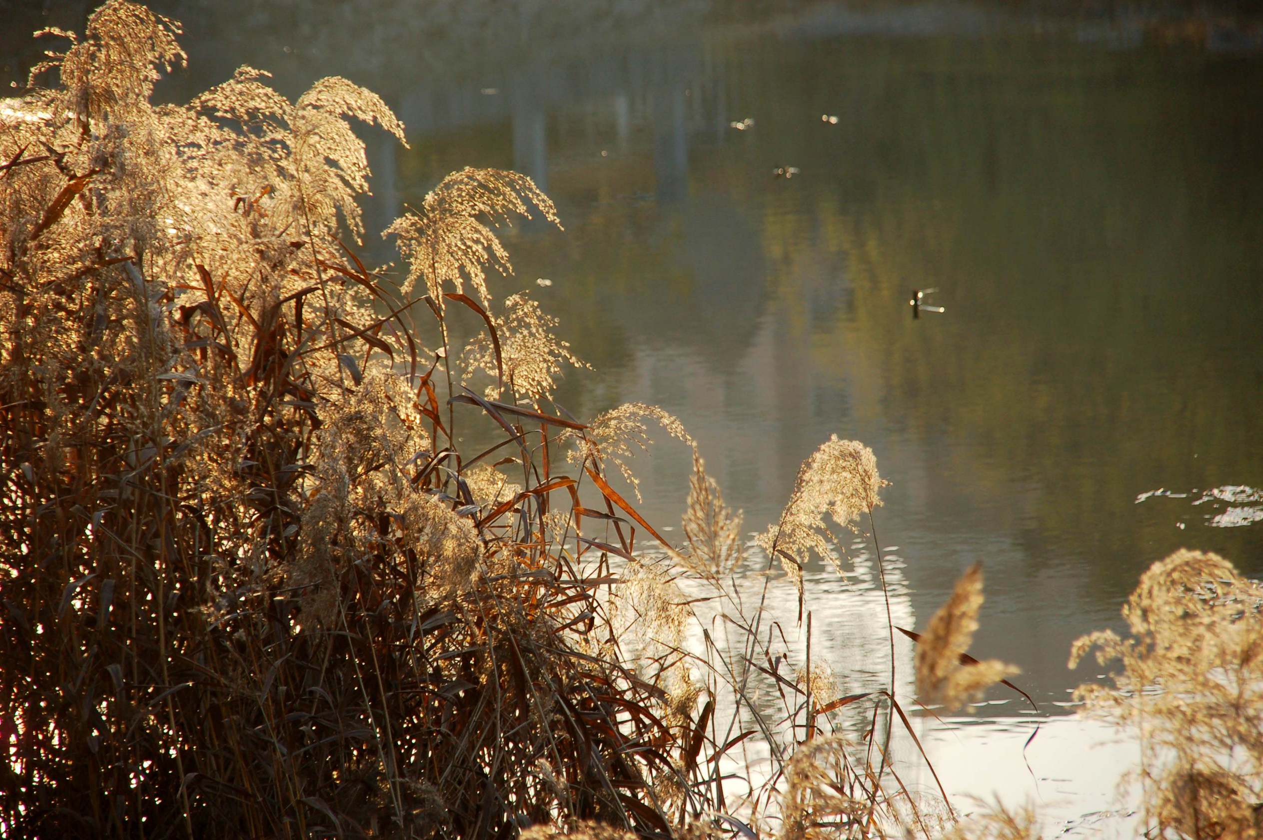 DSC_8423_2.jpg